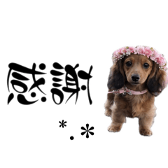 komachi Land_20260328221942