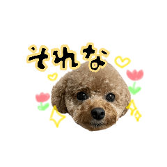 harutomato_20260328164904