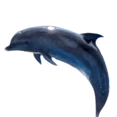 The dolphin which it is easy to use