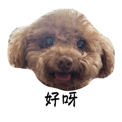 紀念我的寶貝狗狗圓圓