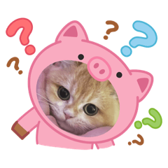 我的貓奴找不到女朋友