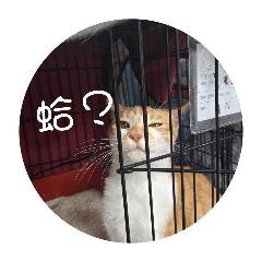 與貓貓的日常貼圖