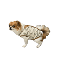 阿米嘎蒂朵尿尿