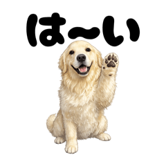 piropiro_20260328210311