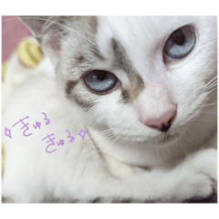 chokkaku mayuge_20260328213234