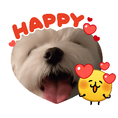 BUTCHO_20260328223916