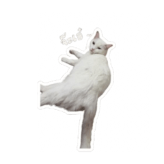 aaomm_20260329020527