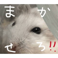 Hanpen_20260329003307