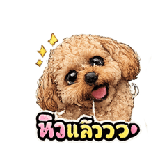 Zumo ToyPoodle