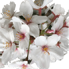 Cherry Blossom For Daily Usage