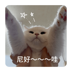 喵喵咪喵咪喵喵
