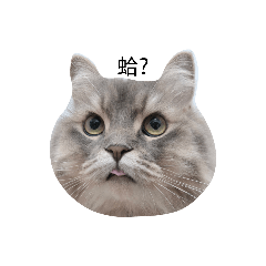 豬麻與奶茶日常表情貼