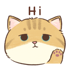 桂吉是一隻金漸層