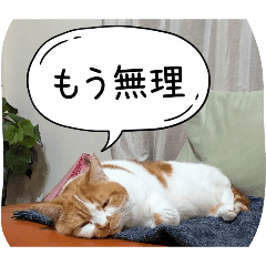 vivicat2_20260329065716