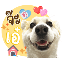 Hello Dumbo You Are My Cute Little Corgi