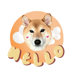 無憂無慮的肉鬆柴柴