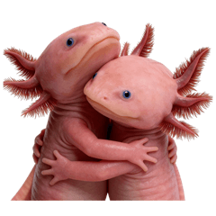 是六角恐龍 40張緊繃多 常用 好用 一直用