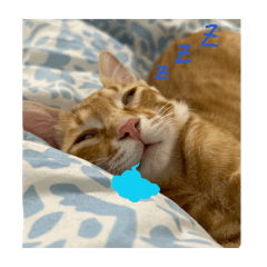 丿丶丶丿乛丿丿一丨丨丨乛一丨一