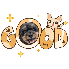 雪貴賓渦渦寫實版