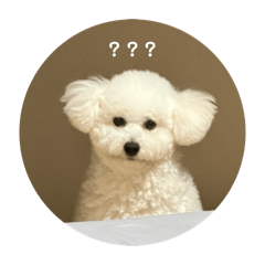 Lumi的狗狗日常✨