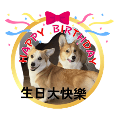 3 corgis 4