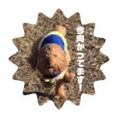 Kinako_20260329085055