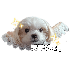 Makaron_20260329085033