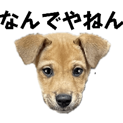 myumyu_20260329091418