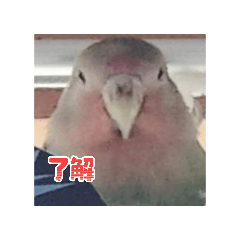 gorira_20260329113906