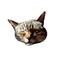 kotoneko_20260329135945