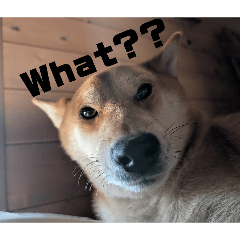 ponta_20260325001715