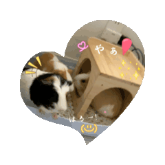 Ponderi -TAITYO-_20260330090415