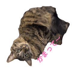 Aizeru_20260327122025