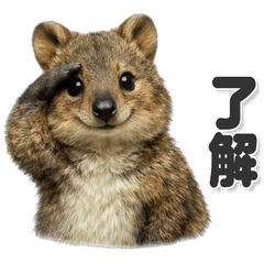Perfect for everyday use! Quokka Wallaby