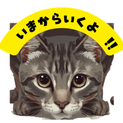 A Day in the Life of a Spoiled Cat