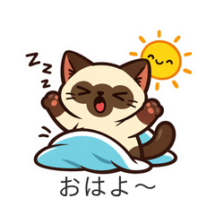 Elegant Siamese: Stylish Chat