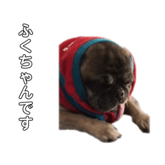 pet lovers_20260329191558