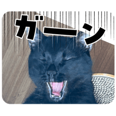 nekoneko_20260327161146