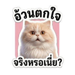 Cat Cute_20260329132610