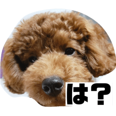 sakana_20260329172415