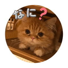 suzu_20260329201633