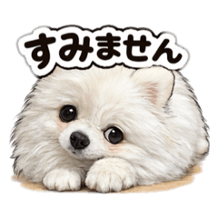 Cute Pomechiwa Daily Stamps