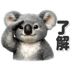 A koala you can use every day!