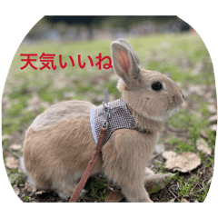 Sattsun_20260327231252