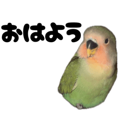 kozakurainkonoshiichan