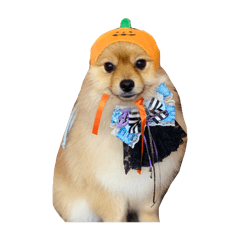 akari_20260329204648