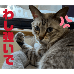 teamnatchan_20260329215818