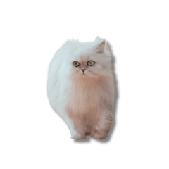 Polite Cat Stickers  Elegant  Greetings