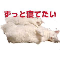 nyamnayams_20260328121201