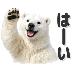 Perfect for everyday use! Polar Bear